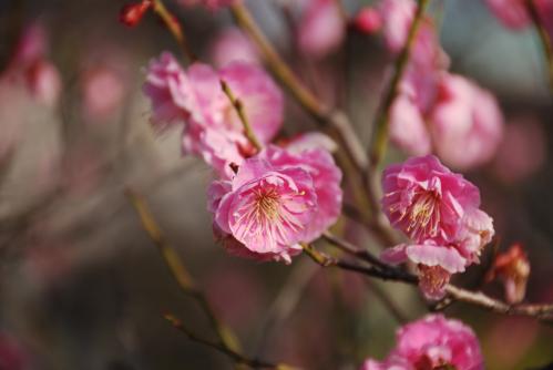 梅の花写真２