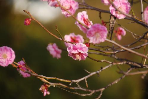 梅の花写真３