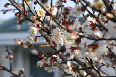 梅の花写真５