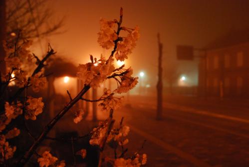 煉瓦倉庫前桜写真１