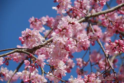 市民集いの丘公園シダレザクラ