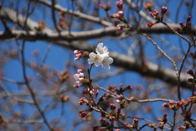 市役所横桜の写真２