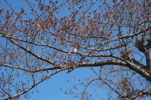 市役所横桜の写真３