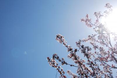 駅前桜写真１