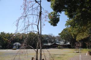 護国神社桜写真１