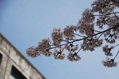 総合会館南側桜写真2