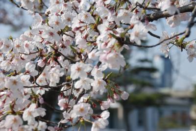 市役所横桜写真1