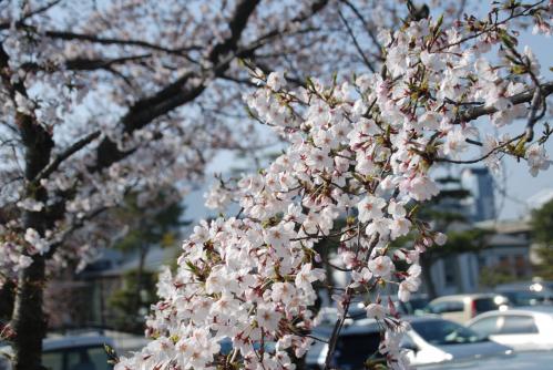 市役所横桜写真2