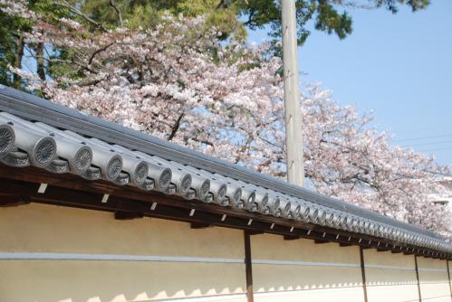 総本山善通寺桜写真1