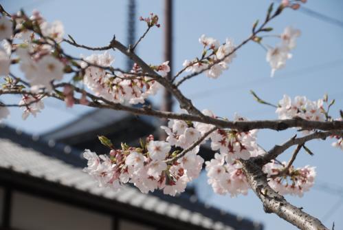 総本山善通寺桜写真2