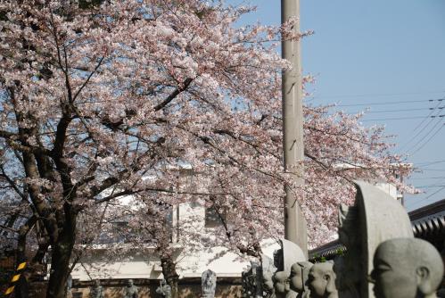 総本山善通寺桜写真3