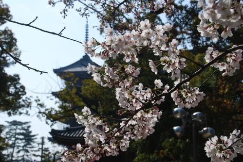 総本山善通寺桜写真５