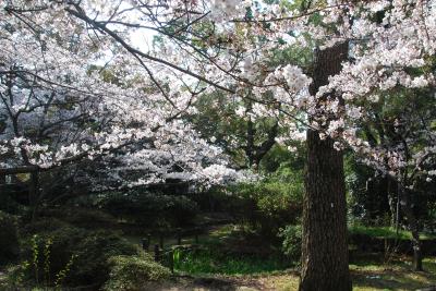 総本山善通寺桜写真７