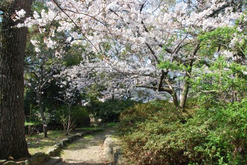 総本山善通寺桜写真８