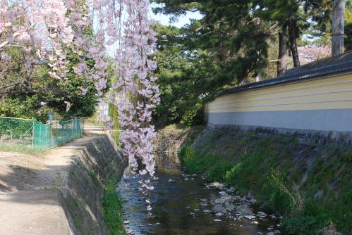 総本山善通寺桜写真1０