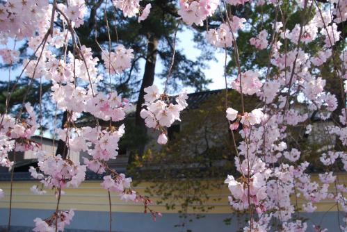 総本山善通寺桜写真11