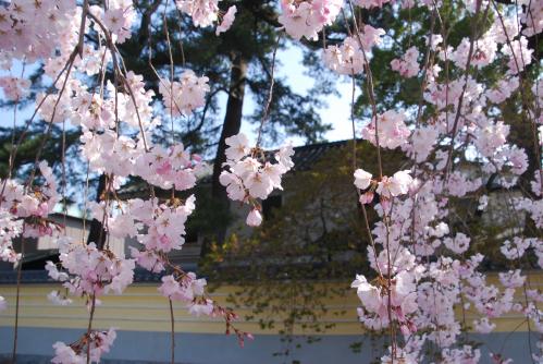 総本山善通寺桜写真11