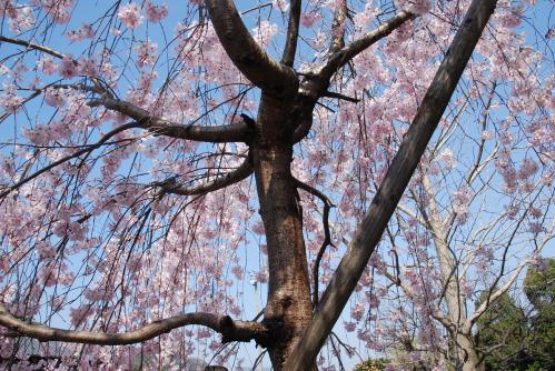 総本山善通寺桜写真112