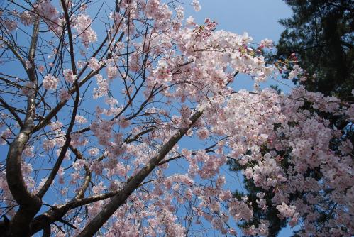 総本山善通寺桜写真13