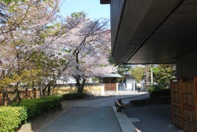 総本山善通寺桜写真1４