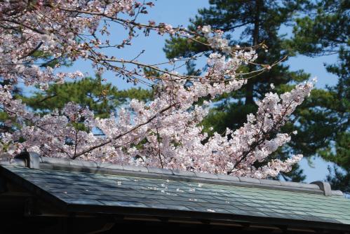 総本山善通寺桜写真1６