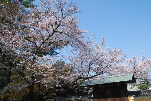 総本山善通寺桜写真11８