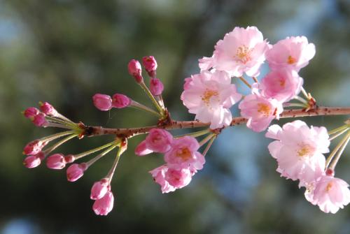 桜写真4