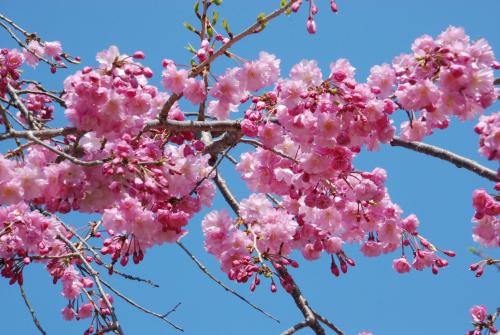 桜写真５