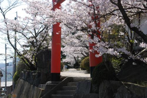 桜写真14