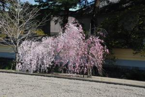 桜写真１５