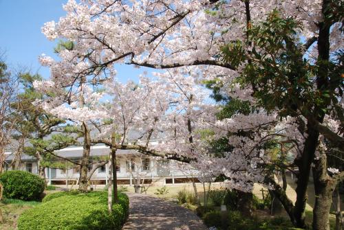 偕行社桜写真1