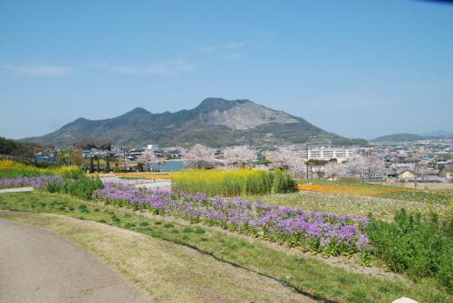 市民集いの丘公園桜写真１