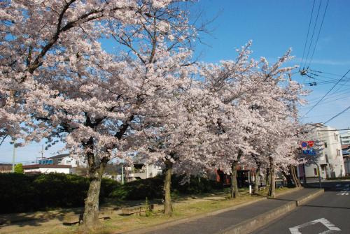 桜並木写真1