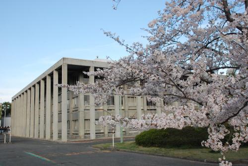 桜並木写真２
