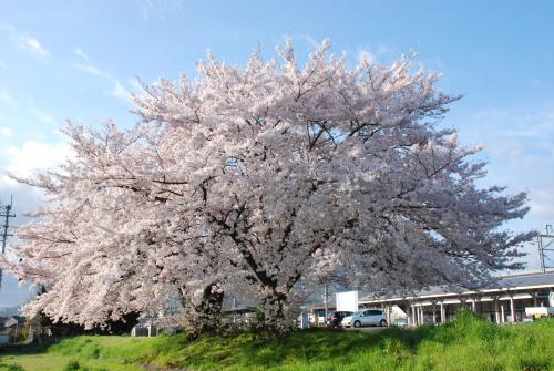 駅前桜写真1