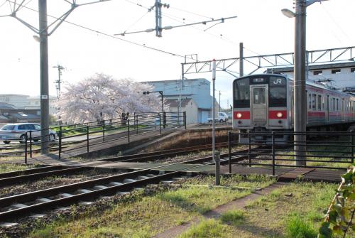 駅前桜写真２