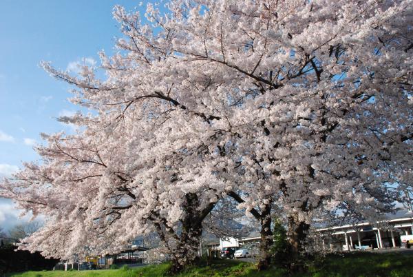 駅前桜写真３