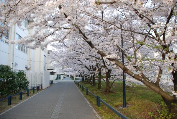 四国学院大学桜写真３