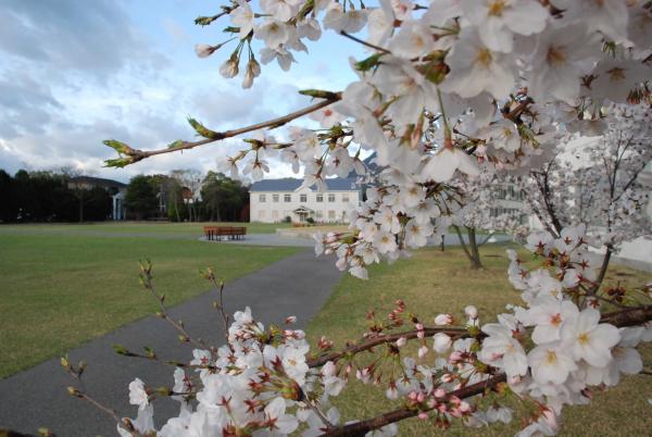 四国学院大学桜写真４