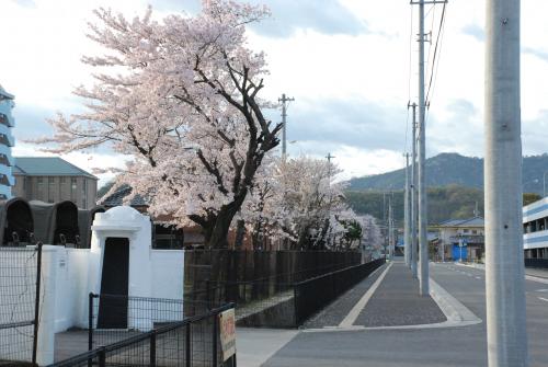 商工会議所前桜写真