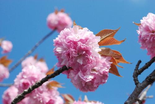 牡丹桜写真１