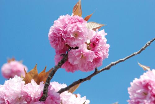 牡丹桜写真4
