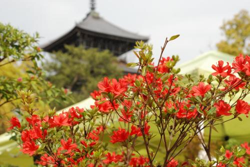 善通寺春市写真1