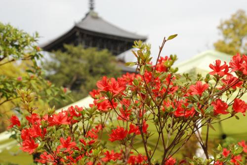 善通寺春市写真1