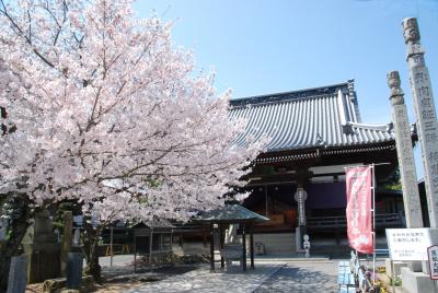 曼荼羅寺と桜の写真