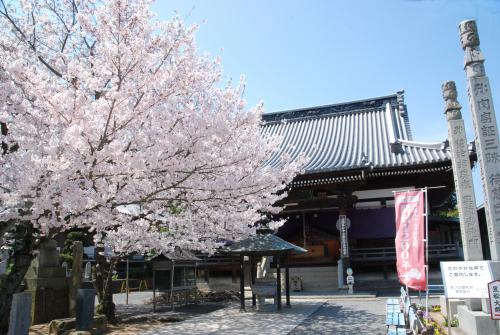 曼荼羅寺と桜の写真