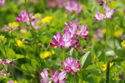 蓮華の花写真