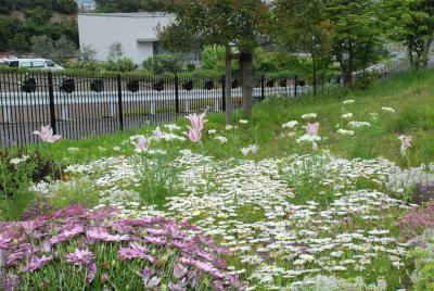 市民集いの丘公園写真2