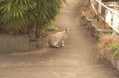 猫写真