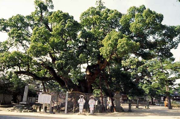 善通寺伽藍　大楠写真